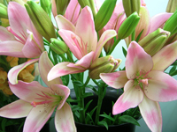 花 花屋 花束 アレンジメント カサブランカ