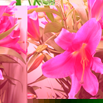 花 花屋 花束 アレンジメント カサブランカ