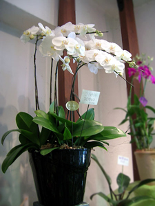 花 花屋 花束 アレンジメント カサブランカ