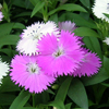 花 花屋 花束 アレンジメント カサブランカ