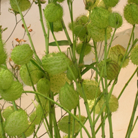 花 花屋 花束 アレンジメント カサブランカ