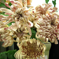 花 花屋 花束 アレンジメント カサブランカ