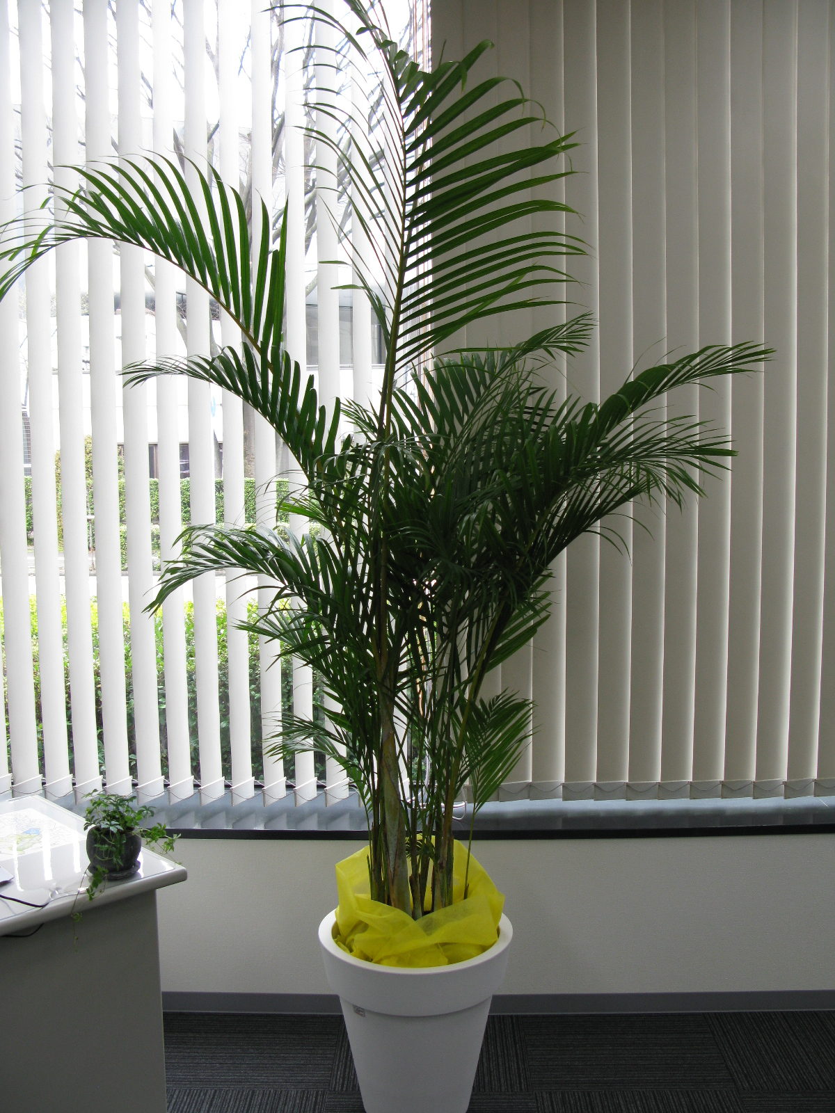 観葉植物 いろいろ入荷しております 名古屋市瑞穂区の花屋 花せんじゅえん 観葉植物 いろいろ入荷しております 名古屋市瑞穂区の花屋 花せんじゅえん