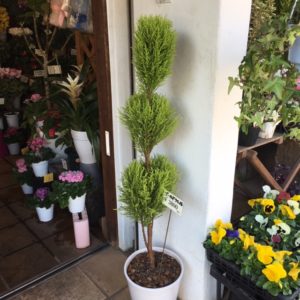 すべての美しい花の画像 新着ゴールド クレスト 花 言葉 すべての美しい花の画像 新着ゴールド クレスト 花 言葉