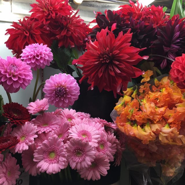 春のお花 花鉢 蘭鉢 色々入荷して来ております 名古屋市瑞穂区の花屋 花せんじゅえん